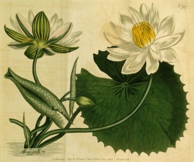Sous le signe de la fleur de lotus
